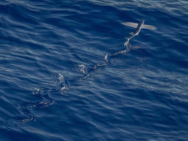 华尔街暗池<br>美股期权与港股打新通道